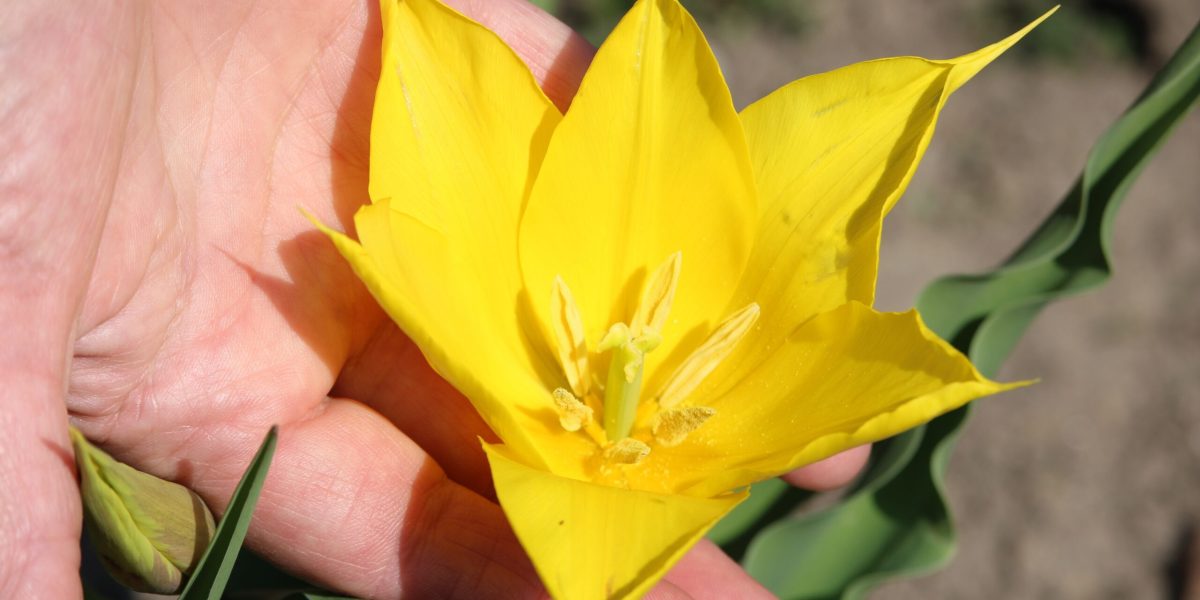 Floră rară, spectacol pe Dunăre: Floarea de la Cazane, mai des văzută