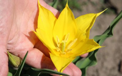 Floră rară, spectacol pe Dunăre: Floarea de la Cazane, mai des văzută