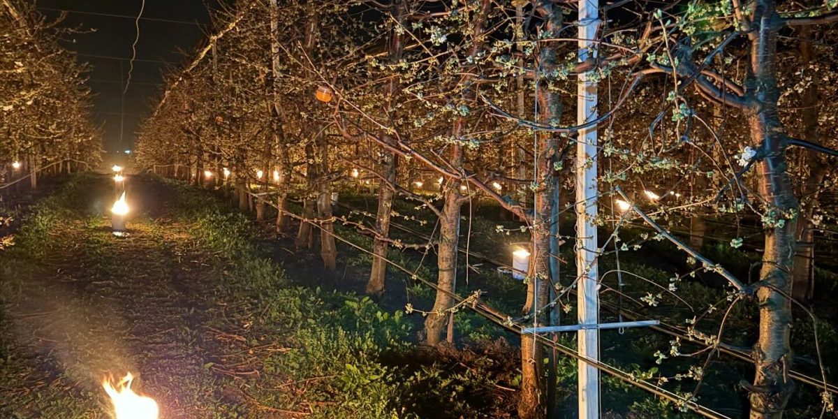 Pentru cireșii înghețați, o noapte de foc: 40.000 de euro, arși de fermieri!