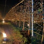 Pentru cireșii înghețați, o noapte de foc: 40.000 de euro, arși de fermieri!