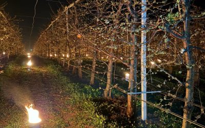 Pentru cireșii înghețați, o noapte de foc: 40.000 de euro, arși de fermieri!