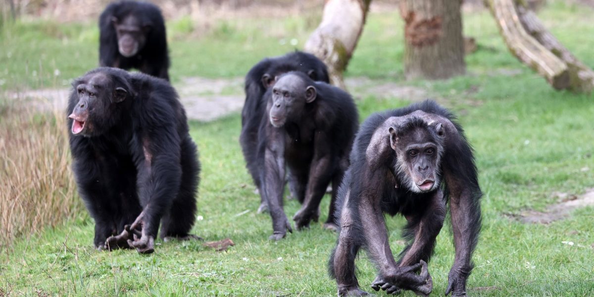Cimpanzeii sălbatici, despărțiți pentru mereu: Drama unui grup uriaș din 2018