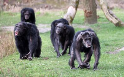 Cimpanzeii sălbatici, despărțiți pentru mereu: Drama unui grup uriaș din 2018