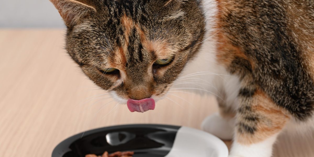 Benefic pentru pisici: De ce e bine să încălzi mâncarea. Studiu ȘTIINȚIFIC!