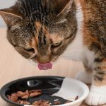 Benefic pentru pisici: De ce e bine să încălzi mâncarea. Studiu ȘTIINȚIFIC!