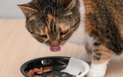 Benefic pentru pisici: De ce e bine să încălzi mâncarea. Studiu ȘTIINȚIFIC!