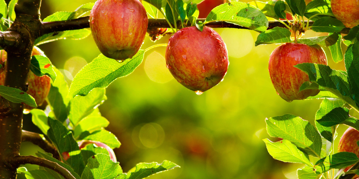 Pomicolii afectați de îngheț, ajutați cu 11,5 milioane de euro