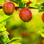 Pomicolii afectați de îngheț, ajutați cu 11,5 milioane de euro