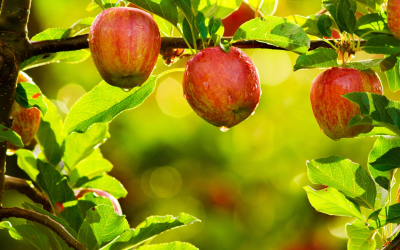 Pomicolii afectați de îngheț, ajutați cu 11,5 milioane de euro