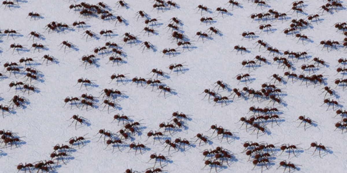 Cercetătorii, ȘOCAȚI: Cum reacționează furnicile la cafeină