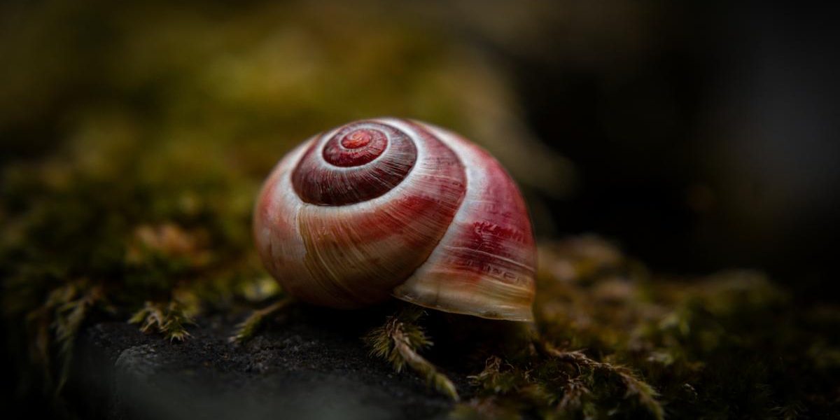 Melcul VAMPIR terifiant: Italia propune o creatură sângeroasă la „Molusca anului”