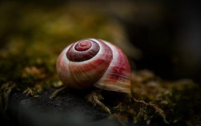 Melcul VAMPIR terifiant: Italia propune o creatură sângeroasă la „Molusca anului”