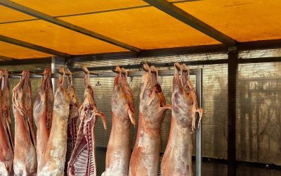 Peste 6 milioane de lei, amenzi pentru comercianții de carne de miel București – Autoritatea Națională pentru Protecția Consumatorilor (ANPC) a desfășurat, în ultima săptămână, ample controale la comercianții de carne de miel, dar și la restaurante