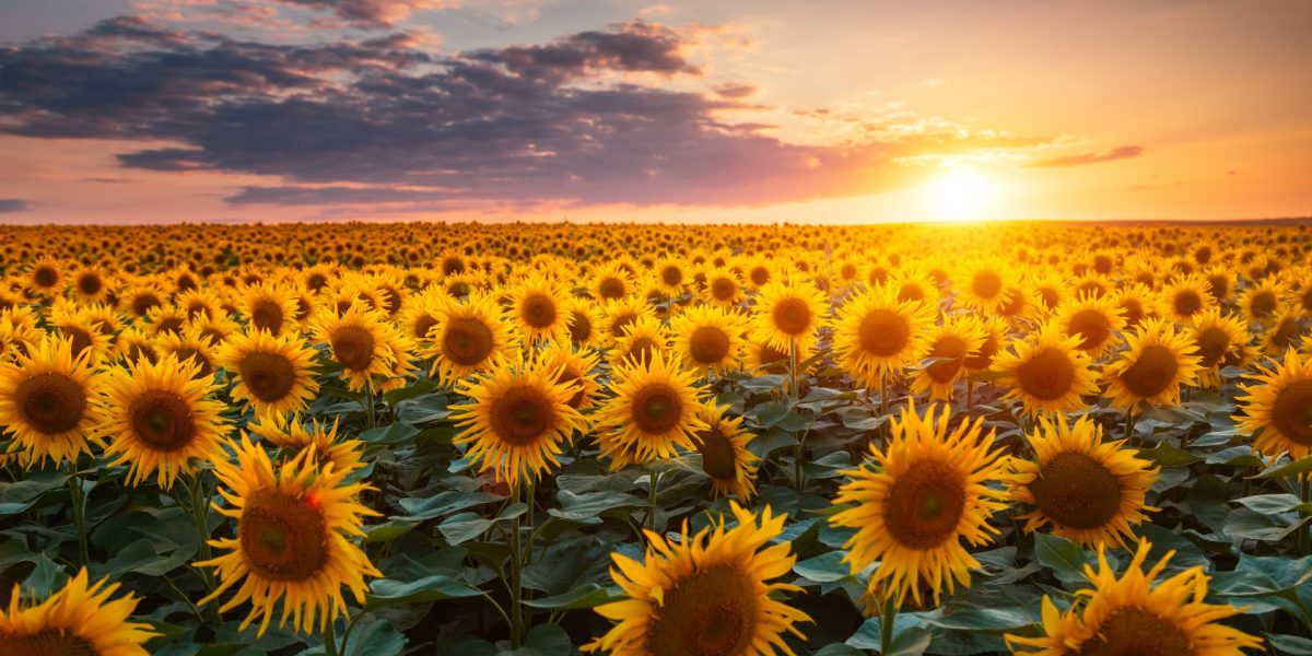 De ce au norii forme diverse? Test de cultură generală