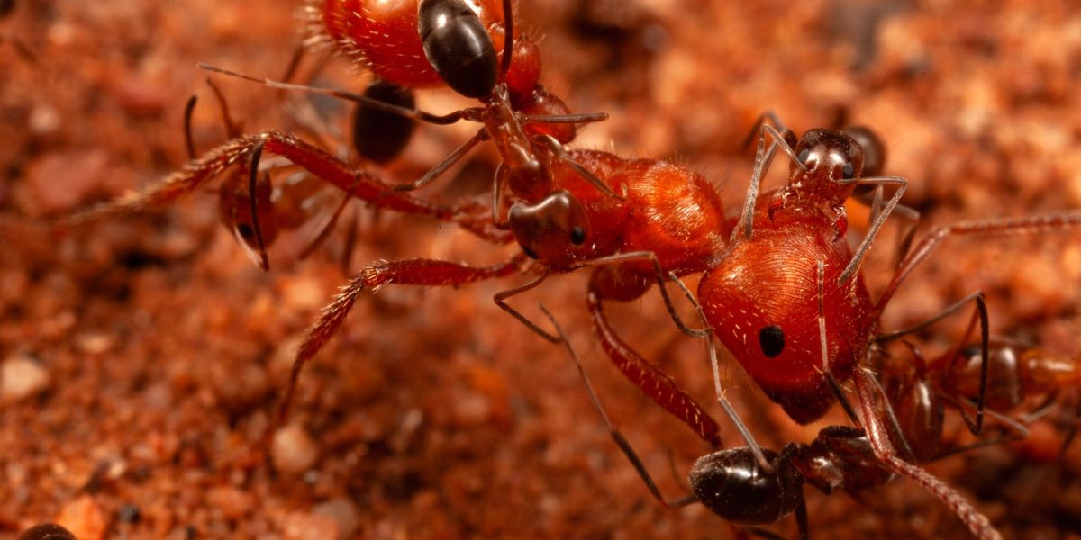 Cercetătorii au descoperit un comportament inedit la furnici