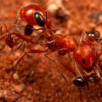 Cercetătorii au descoperit un comportament inedit la furnici