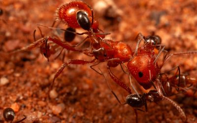 Cercetătorii au descoperit un comportament inedit la furnici