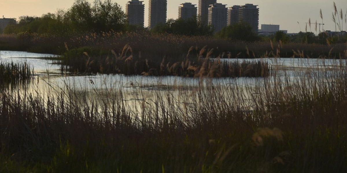 Oază verde la Văcărești: Bloomberg, uimit de „grădina sălbatică” din București