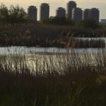 Oază verde la Văcărești: Bloomberg, uimit de „grădina sălbatică” din București