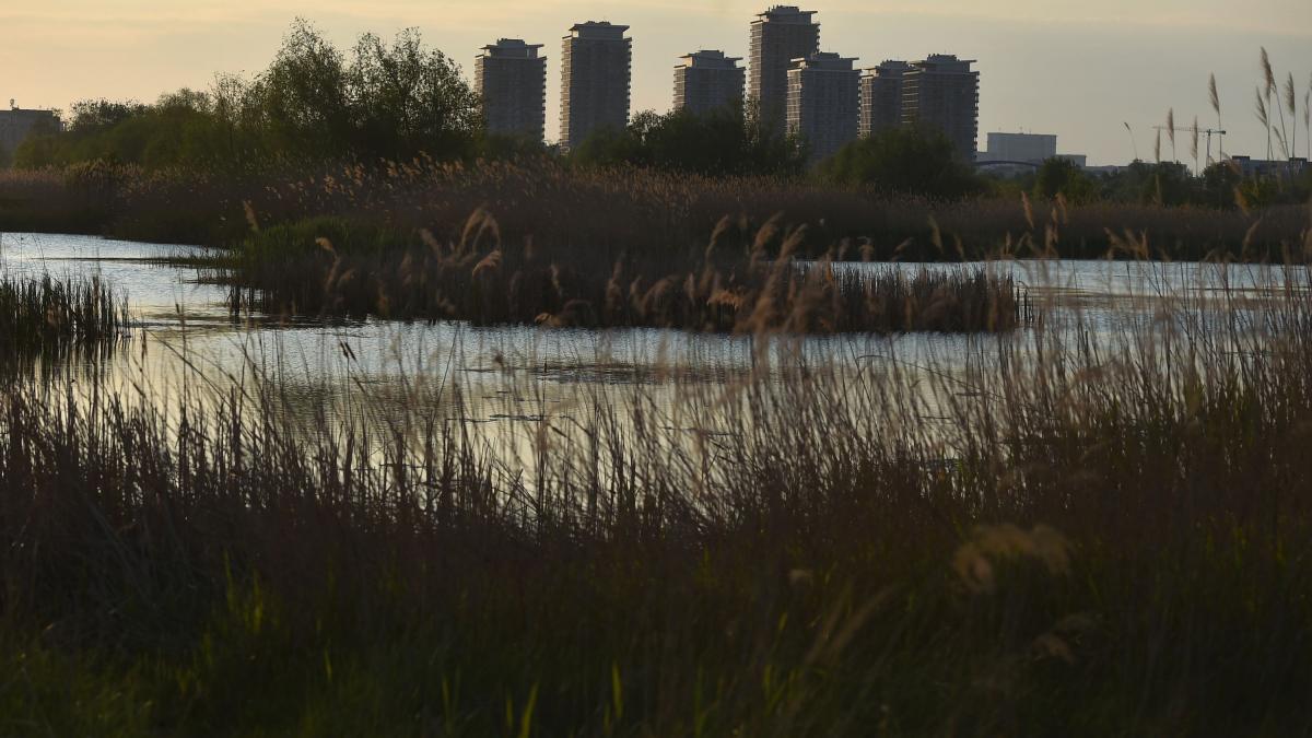 Oază verde la Văcărești: Bloomberg, uimit de „grădina sălbatică” din București