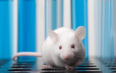 O echipă de cercetători a reușit un pas remarcabil în cercetarea diabetului de tip 1, vindecând boala la șoareci fără a utiliza imunosupresoare pe termen lung