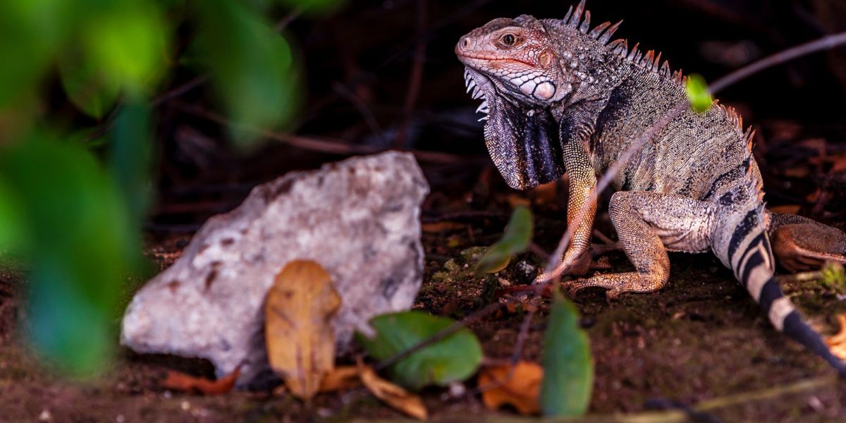 Ochii vertebratelor, un singur ochi gigant la început, susțin cercetătorii