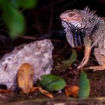 Ochii vertebratelor, un singur ochi gigant la început, susțin cercetătorii