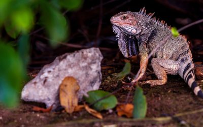 Ochii vertebratelor, un singur ochi gigant la început, susțin cercetătorii