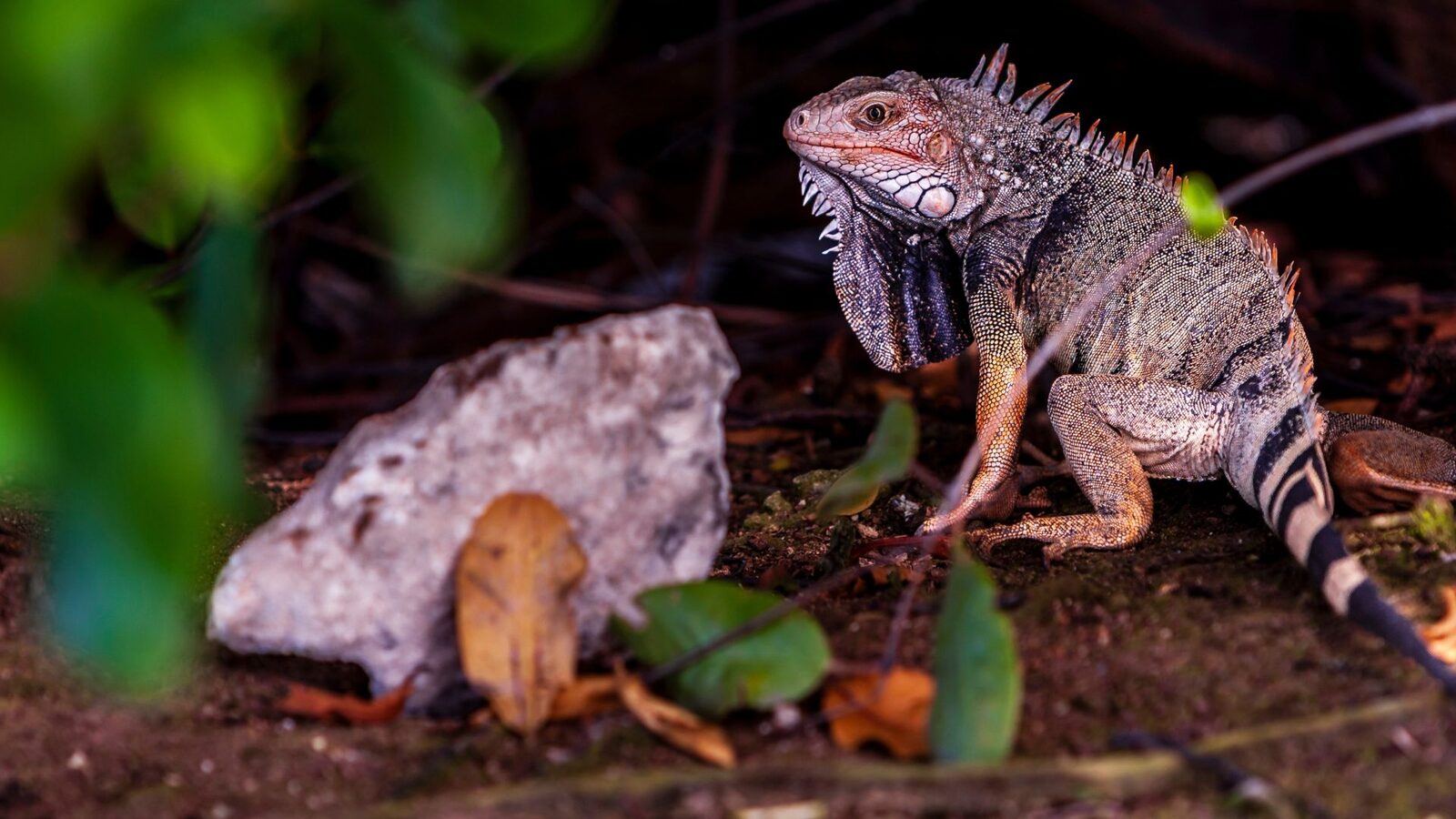 Ochii vertebratelor, un singur ochi gigant la început, susțin cercetătorii