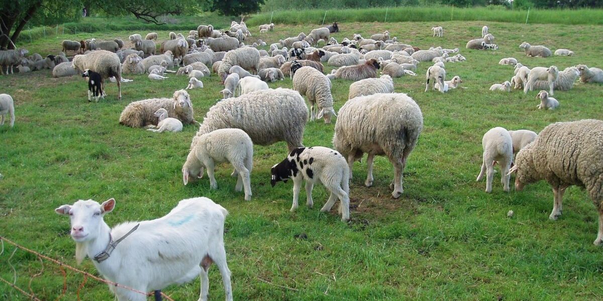 Zoofil în serie prins în Franța: Detalii șocante despre crimă