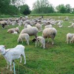 Zoofil în serie prins în Franța: Detalii șocante despre crimă