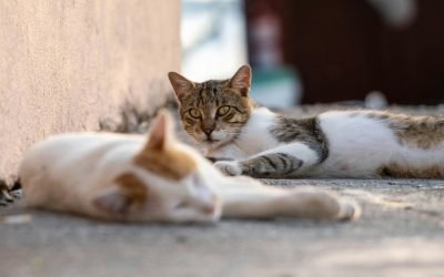 Grătar, adopții de pisici și avocați: Weekend-ul „Adoptă un Aristo & Crat”