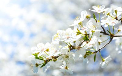 Floriile în Dumbrava Sibiului: Tradiții culinare și târg de semințe pentru pasionații de grădinărit Dumbrava Sibiului se transformă în inima tradițiilor de Florii, așteptând sibieni și turiști cu un program bogat