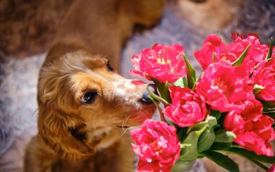 Flori de Florii: Frumusețe și Pericol pentru Animalele de Companie în 2026 București – Sărbătoarea Floriilor, celebrată cu drag în România, pune în prim-plan frumusețea florilor, dar pentru posesorii de animale de companie, bucuria vine la pachet cu o nouă preocupare