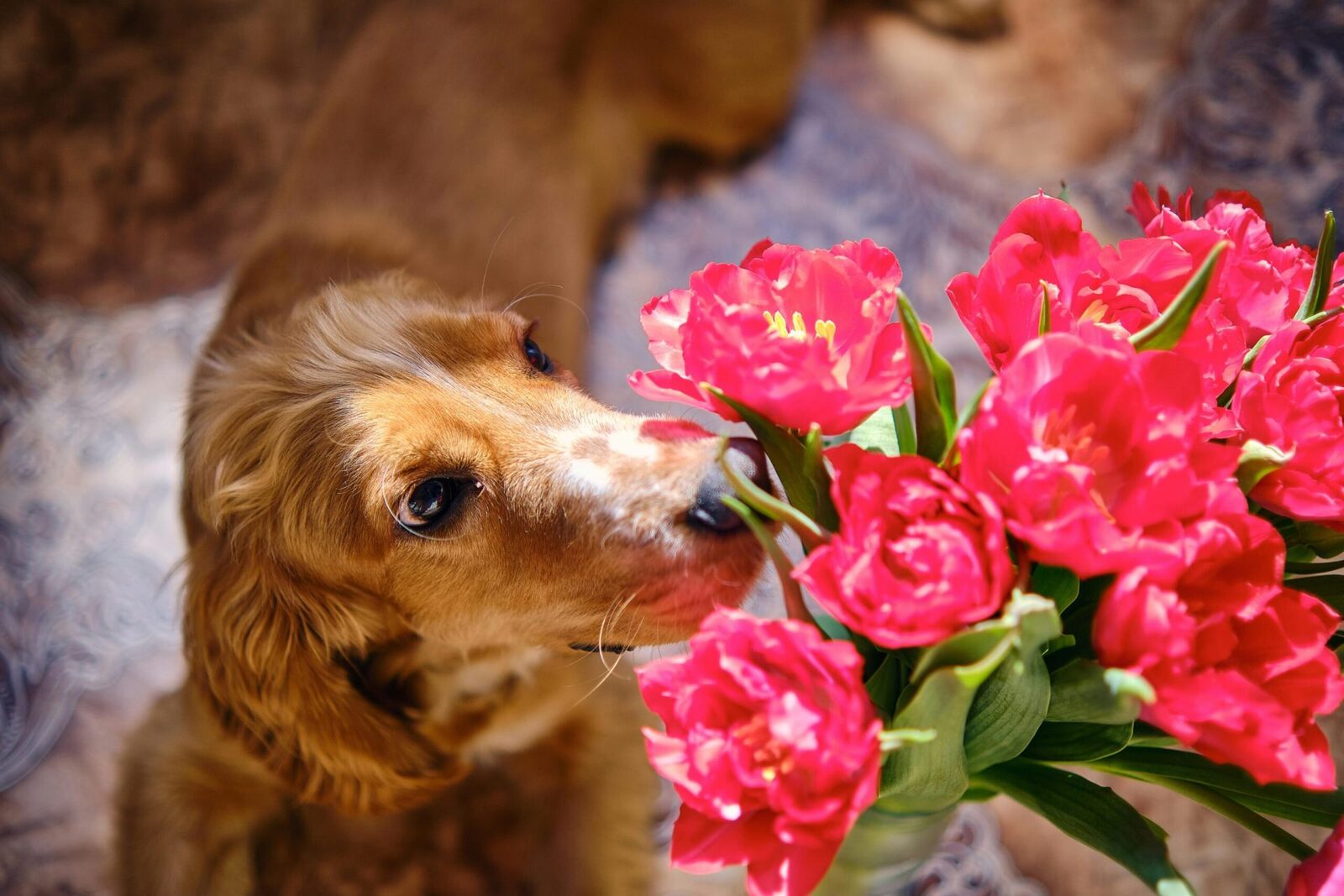 Flori de Florii: Frumusețe și Pericol pentru Animalele de Companie în 2026 București – Sărbătoarea Floriilor, celebrată cu drag în România, pune în prim-plan frumusețea florilor, dar pentru posesorii de animale de companie, bucuria vine la pachet cu o nouă preocupare