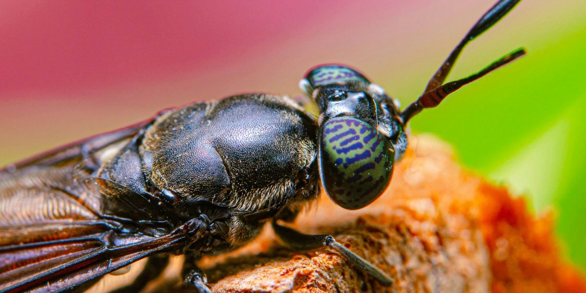 UE finanțează reproducerea „mustei soldat negre”: Hub european în producție