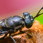 UE finanțează reproducerea „mustei soldat negre”: Hub european în producție