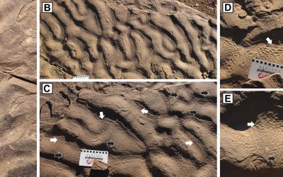 Descoperire uimitoare în Maroc: Rocile „cu piele de elefant” dezvăluie secrete despre viața microbiană antică O formațiune stâncoasă neobișnuită din Maroc, cu o textură ce amintește de pielea de elefant, a generat o reconsiderare a locurilor în care ar fi putut trăi microbii antici