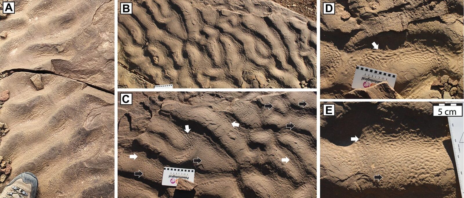 Descoperire uimitoare în Maroc: Rocile „cu piele de elefant” dezvăluie secrete despre viața microbiană antică O formațiune stâncoasă neobișnuită din Maroc, cu o textură ce amintește de pielea de elefant, a generat o reconsiderare a locurilor în care ar fi putut trăi microbii antici