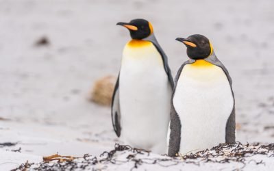 Pinguinii cu masă gratis, o enigmă: Ce se întâmplă cu ei