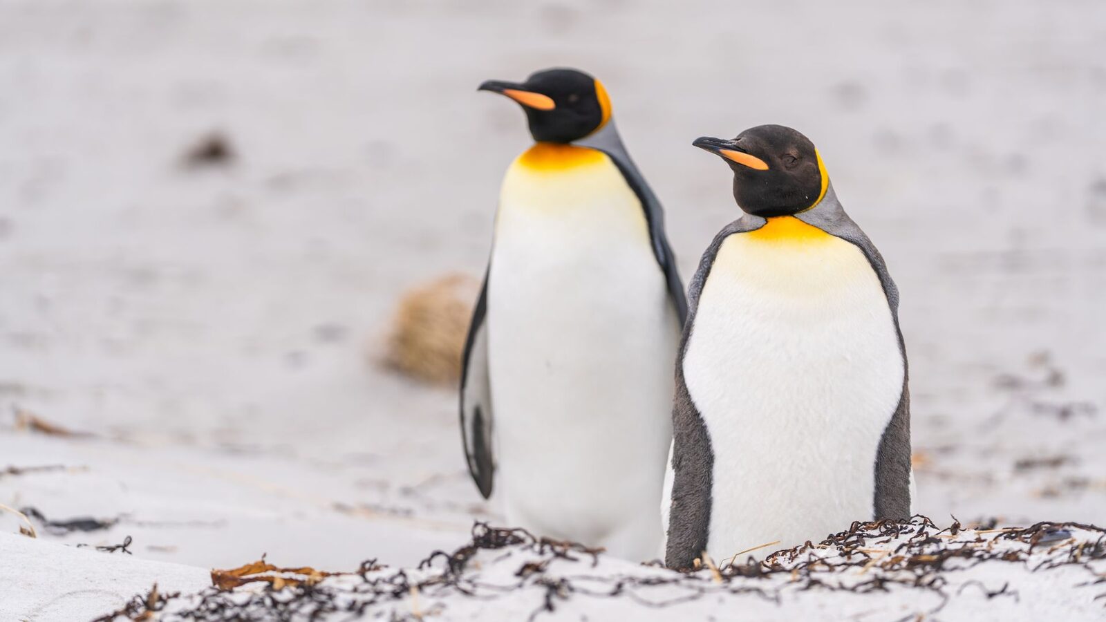 Pinguinii cu masă gratis, o enigmă: Ce se întâmplă cu ei
