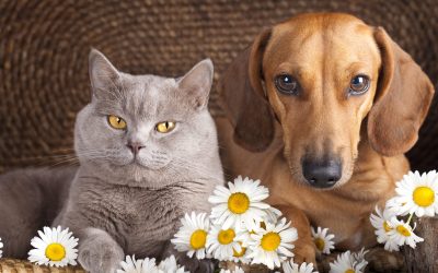 Atenție, stăpâni de câini! Primăvara vine cu pericole ascunse în grădină Primăvara aduce o explozie de culoare în grădini, dar pentru animalele de companie, unele plante pot reprezenta o amenințare