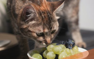 Evită-ți pisica de moarte: 14 alimente ucigașe în 24 de ore