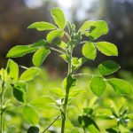 Aurul verde al Romei antice: Planta misterioasă a lui Iulius Cezar dispărută