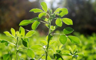 Aurul verde al Romei antice: Planta misterioasă a lui Iulius Cezar dispărută