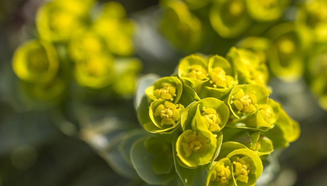 Euphorbia, bijuteria grădinii tale: Secretele „coroniței lui Hristos”