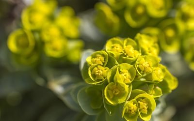Euphorbia, bijuteria grădinii tale: Secretele „coroniței lui Hristos”