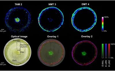 O plantă de tutun modificată genetic produce simultan cinci substanțe psihedelice, într-un experiment științific care deschide noi perspective în domeniul cercetării medicale
