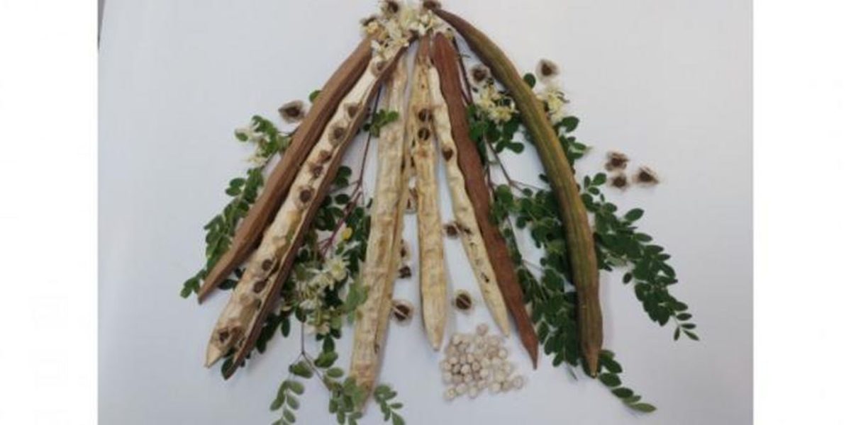 Planta miraculoasă din BRAZILIA: Curăță apa de microplastice