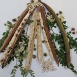 Planta miraculoasă din BRAZILIA: Curăță apa de microplastice